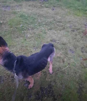 Похожа на скелет: собаку привязали к дереву и уехали хозяева в Мурманске