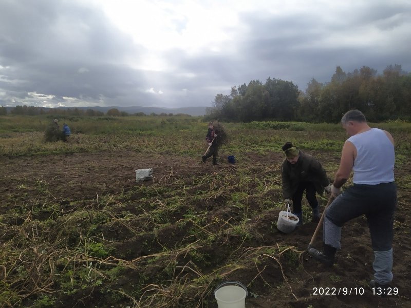 Уборку картофеля завершили казаки в Туломе