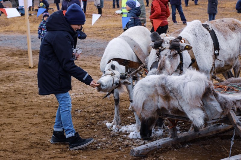 Где в Заполярье живут олени?