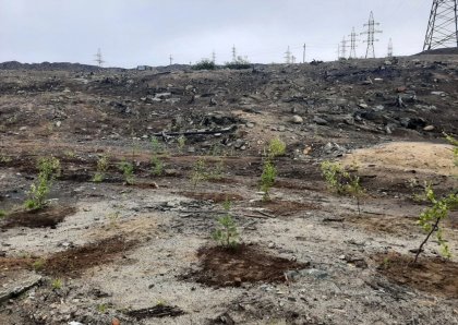 Первый «Лес Победы» появился в Печенгском округе