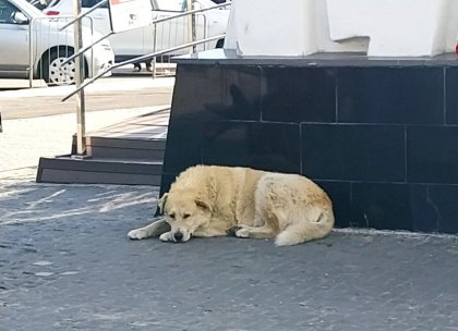 За агрессивного пса заплатит его хозяйка в Кандалакше