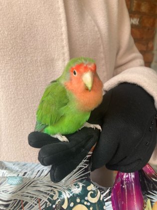 Неразлучники мигрировали в Мончегорск