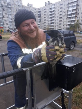 Атаковавшую фонарный столб ворону спасли в Мончегорске