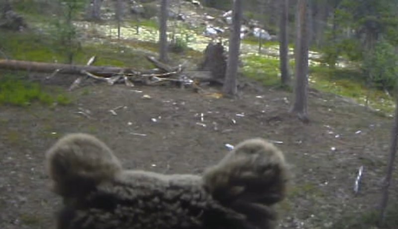 Медвежий натиск выдержала фотоловушка в Лапландском заповеднике