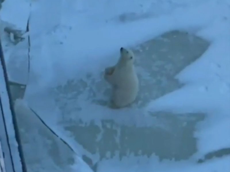 Белый медведь сделал комплимент шеф-повару ледокола в Арктике