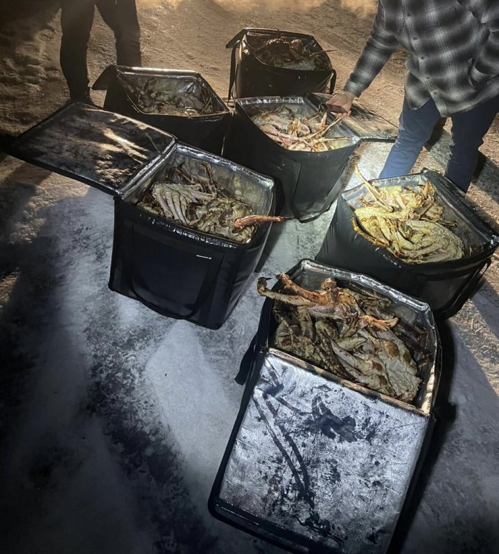 Браконьеров с 260 кг живых крабов поймали ФСБ у Кольского залива