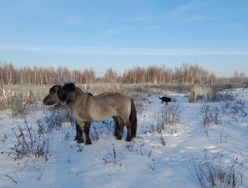 Ситуацию с вывезенными из Кузомени лошадьми прокомментировал глава Терского района