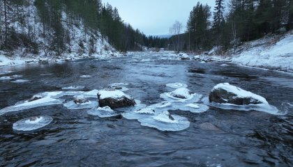 "Медуз" заметили на реке Колвице