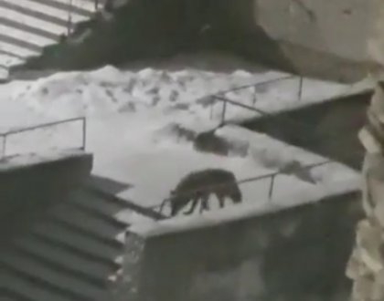 Волк бегает по дворам Ковдора