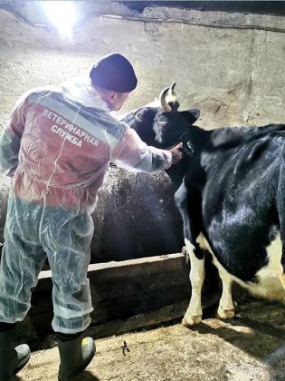 Ветеринары проверили животных в подсобных хозяйствах Мончегорска