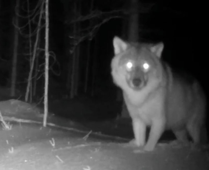 Волки начали охоту на заповедных островах в Кандалакше