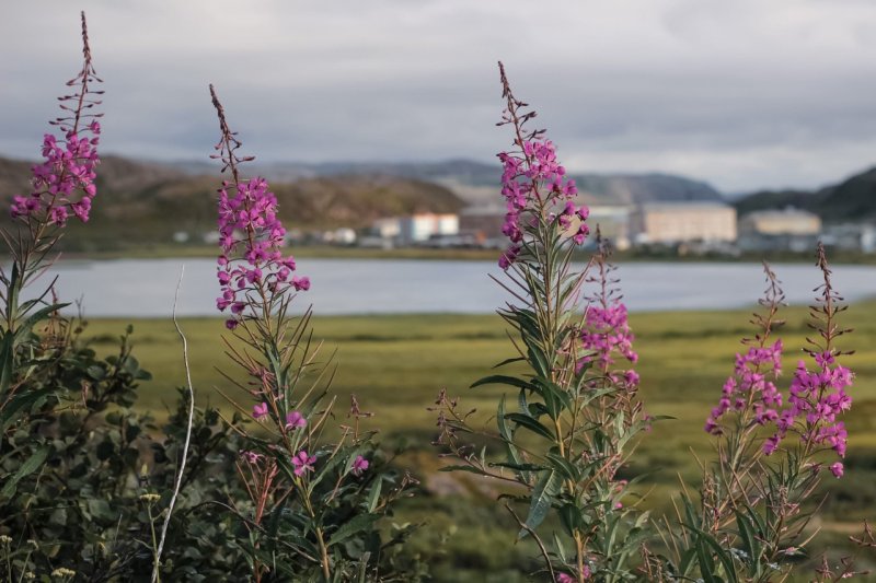 Мурманчане разработали крем из иван-чая