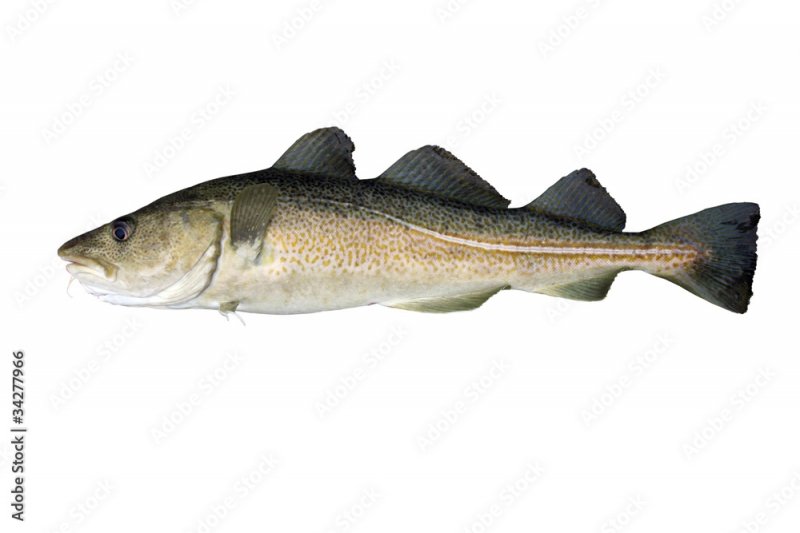 171 тысячу тонн рыбы отправили в страны ЕЭС, Китай и Вьетнам из Заполярья