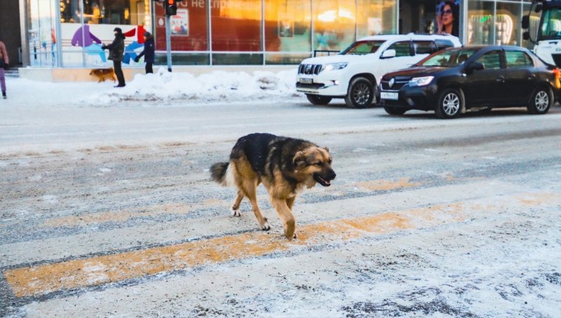 Переехал на машине собаку: водителя накажут в Мурманске