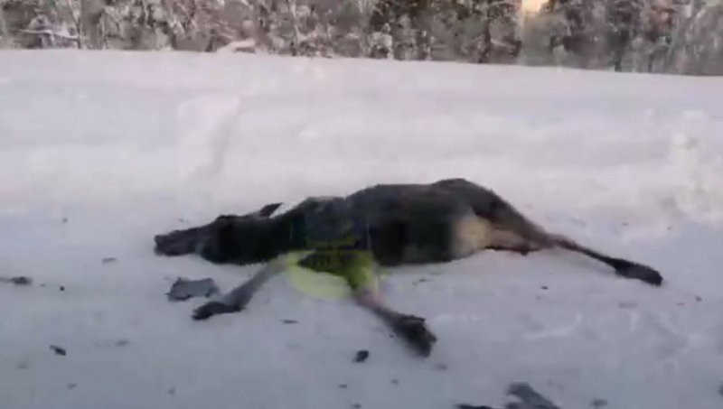 Задавила лося машина в Кировском районе