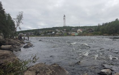 Небывалое нашествие горбуши прогнозируют в Мурманской области