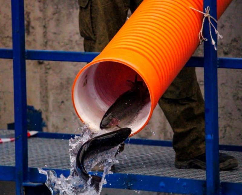 Бесплатная горбуша доступна жителям Мурманской области