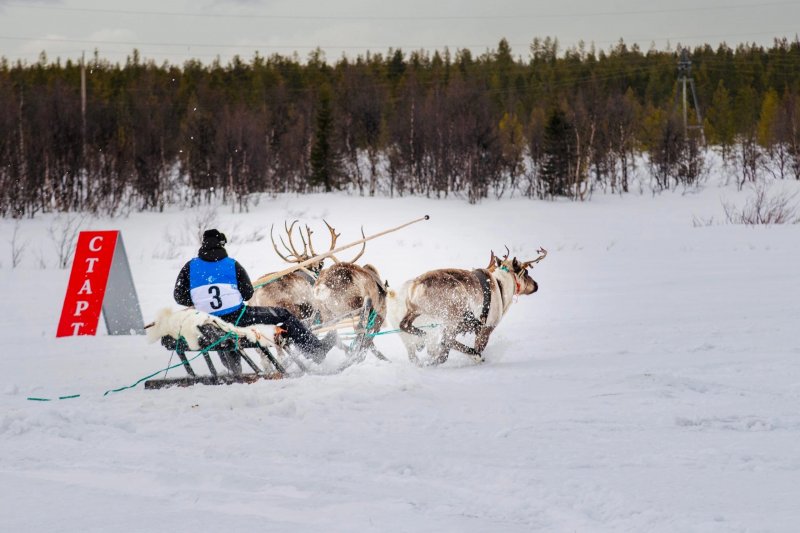 Бесплатно доставят зрителей на соревнования «Праздника Севера» из Мурманска