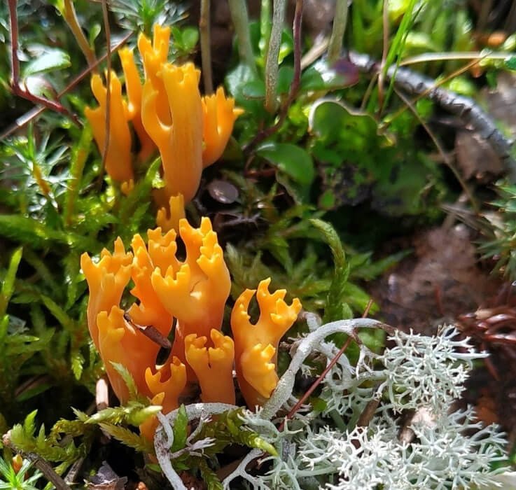 Микологические экскурсии пройдут в Апатитах