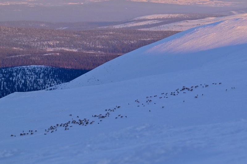 212 оленей насчитали в одном стаде в Лапландском заповеднике
