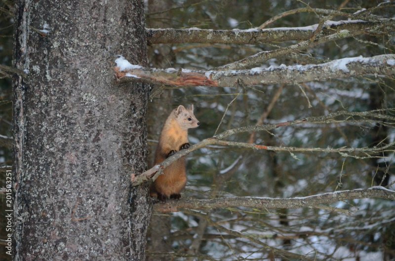 Куница-древолаз попала в кадр фотоловушки Лапландского заповедника