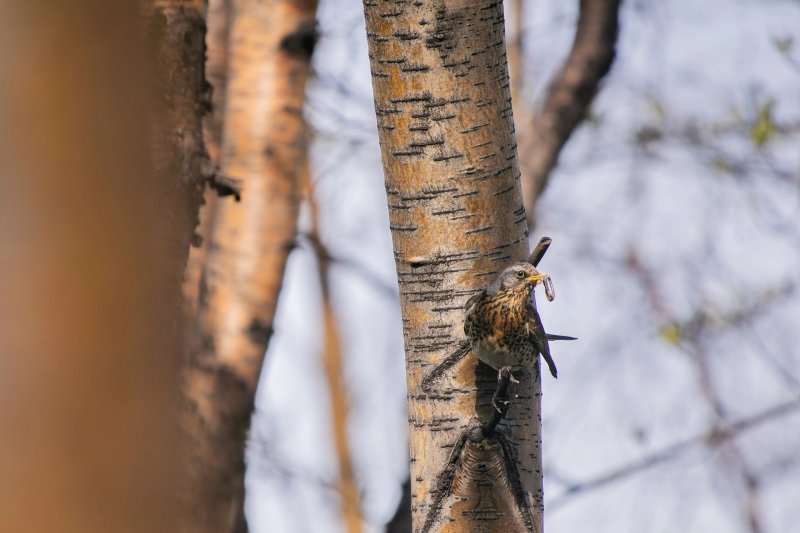 Фенологическая весна наступила в Мурманской области