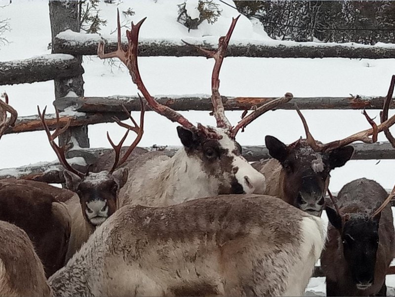 Против сибирской язвы вакцинировано более 21 тысячи оленей в Ловозерье