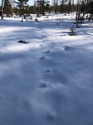 Следы «наизнанку» можно встретить в лесу в Мурманской области