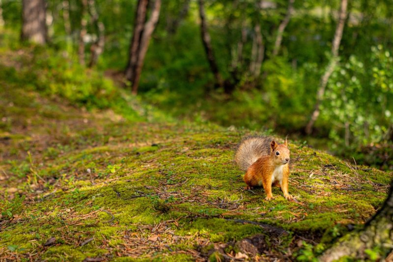 До 400 тысяч рублей штрафа грозит за нарушение пожарной безопасности в лесах Мурманской области