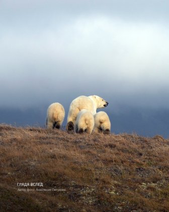 Многодетную медведицу заметили на острове Врангеля