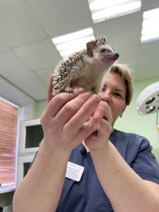 Колючего пациента вылечили ветеринары в Мончегорске