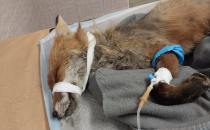 Выхаживают покалеченную машиной лису в Полярном