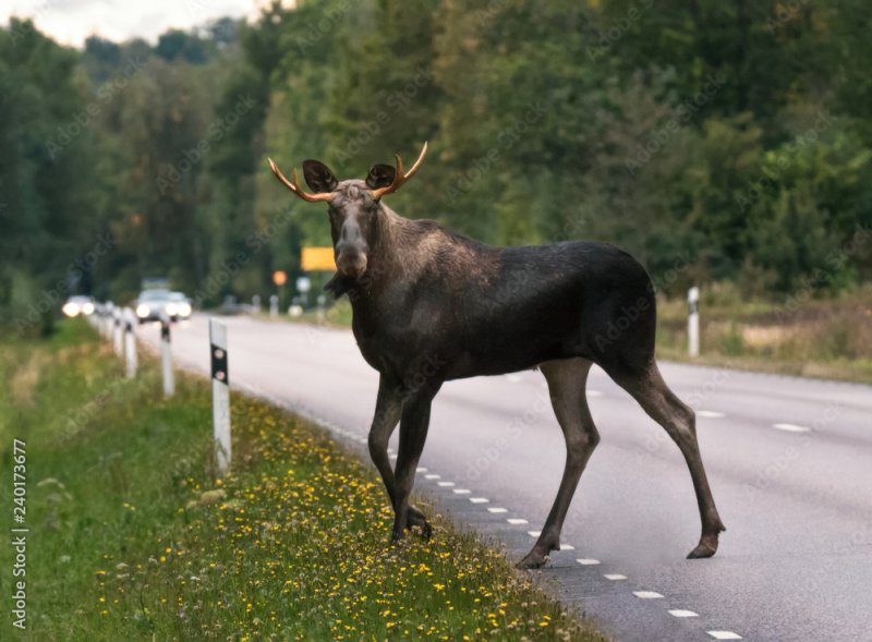 Лоси спровоцировали серьезное ДТП под Апатитами