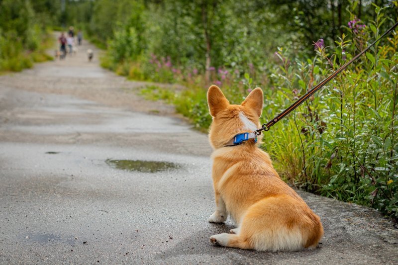 Вводят штрафы за несоблюдение требований к содержанию и выгулу питомцев в Заполярье