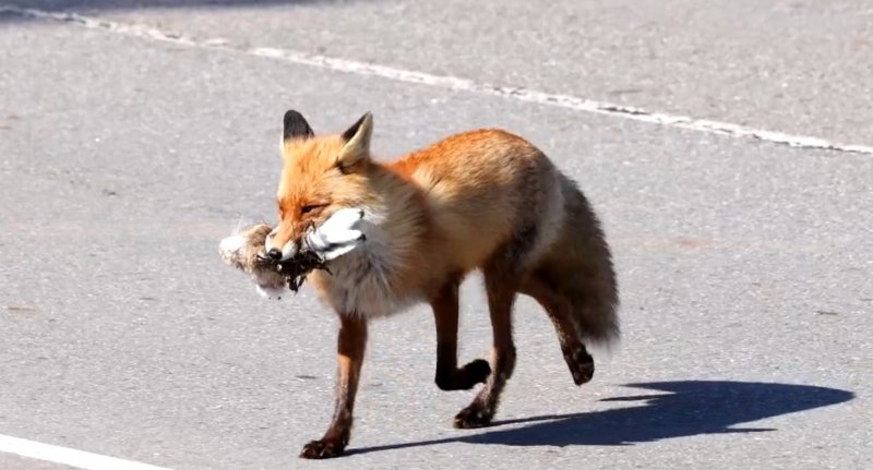 «Слабонервным не смотреть»: лису с добычей заметили на Терском берегу