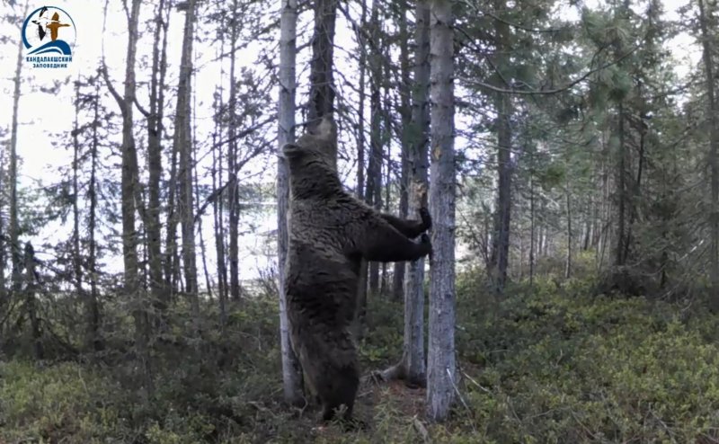 Медвежьи танцы в Кандалакшском заповеднике