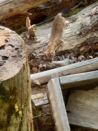 Горностай с добычей пожаловал в питомник Полярно-альпийского ботанического сада