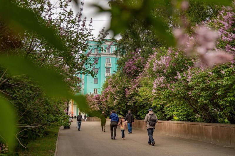 В аромате сирени утопает Мурманск