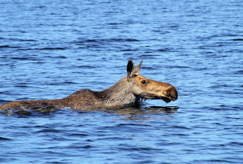 Лоси вплавь мигрируют в Карелию из Мурманской области