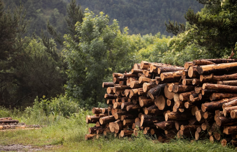 В Кольском районе вырубили 2 тысячи сосен, елей и берез: вынесен приговор «зеленому браконьеру»