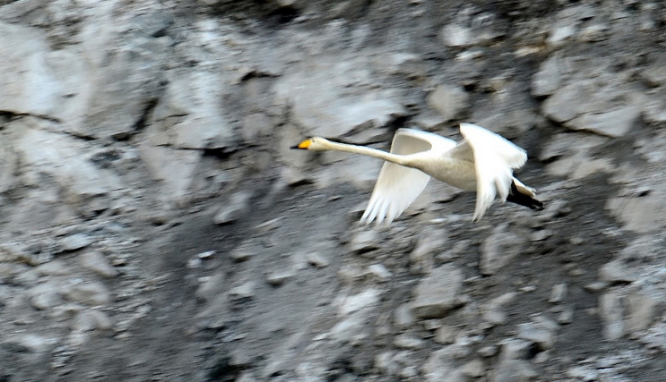 Спасли от гибели лебедя сотрудники ГОКа в Ковдоре