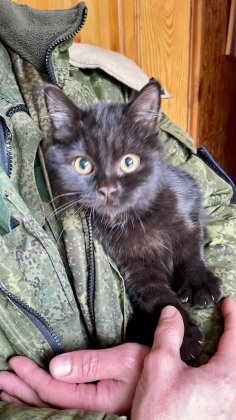 Пропавший котенок пришел к пожарным в Мурманске