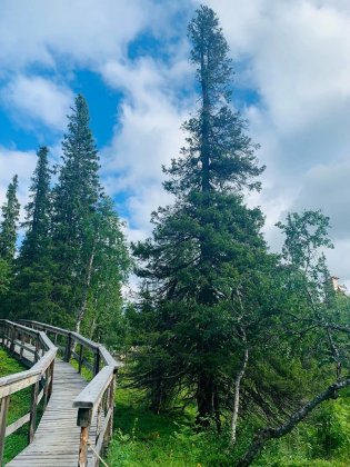  298 лет исполнилось самой древней Ели «Таинственного леса» в Кировске