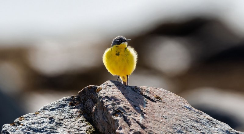«Пушистый лимон» заметили в Кандалакше