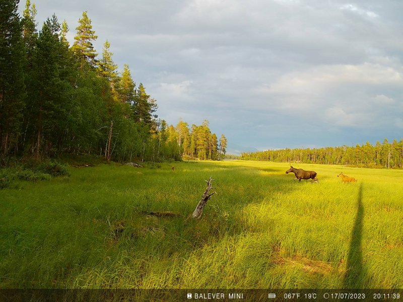 Лосиха с детенышем попала в фотоловушку в Лапландском заповеднике