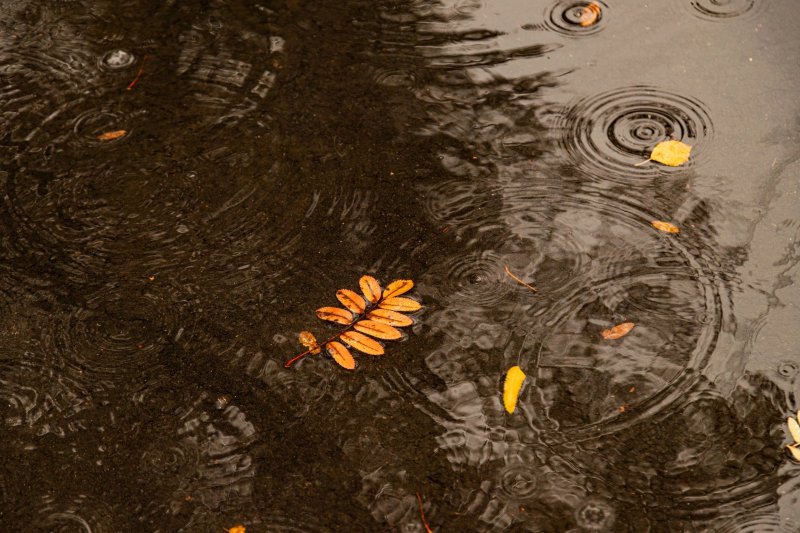 Тепло и дождливо будет в Мурманской области