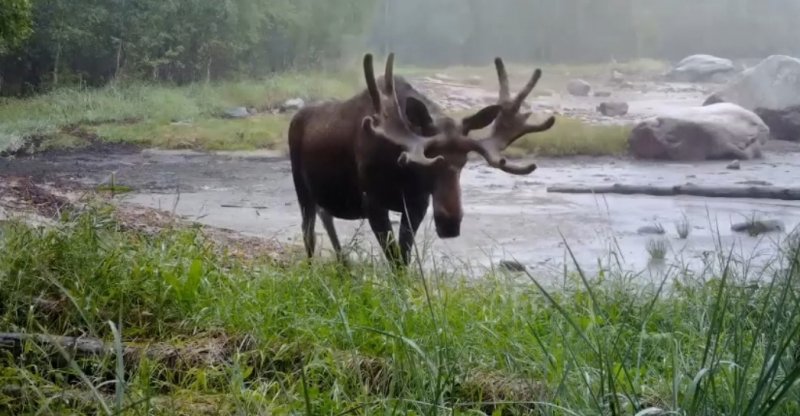 У «лесных великанов» начался брачный период в Мурманской области