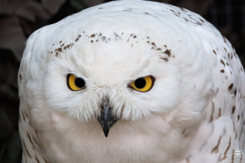 В Москве открылась фотовыставка волонтера Кандалакшского заповедника
