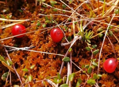 Клюква зреет в Мурманской области