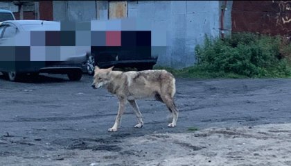 Волка заметили возле Спутника